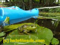 /home//u458753944/public_html/sourcegallery//Frogs/Bullfrogs 2016-08 Ontario/P8140118.JPG